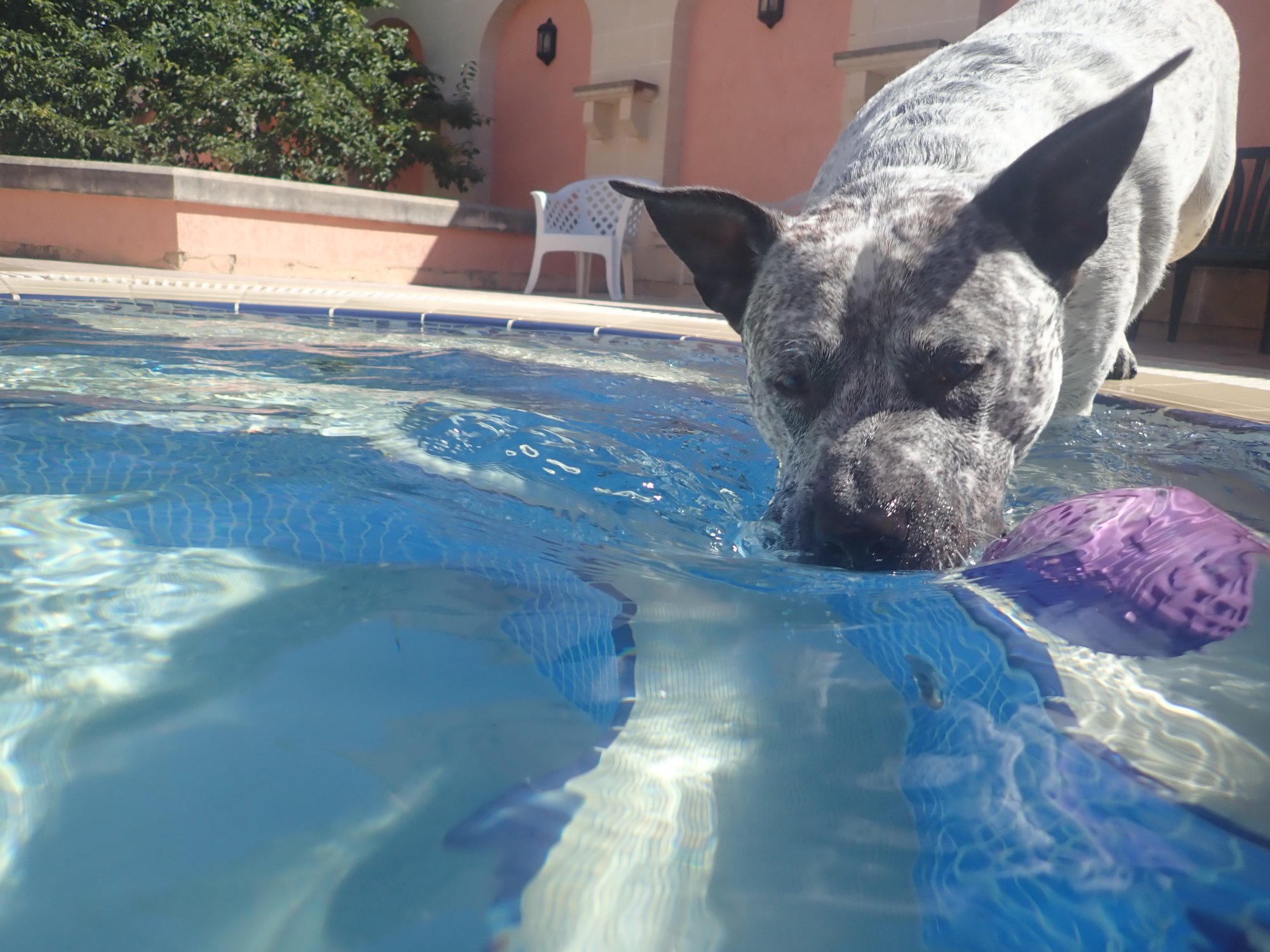 Zeus Swimming