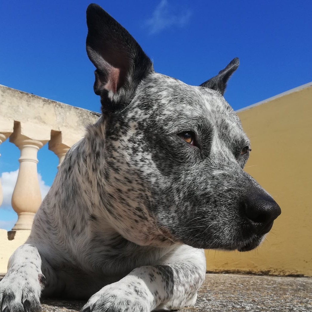 Zeus Portrait