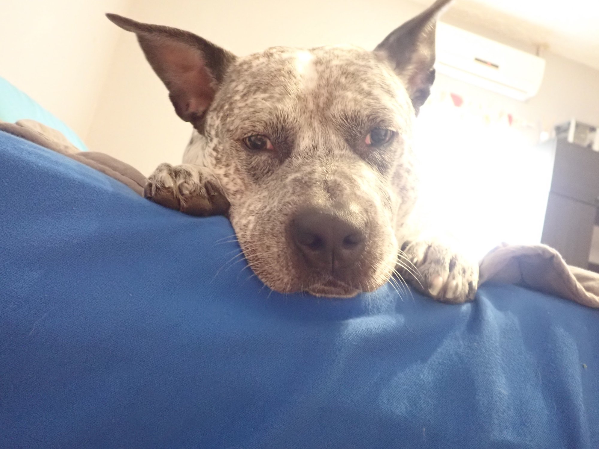 Zeus Close-up