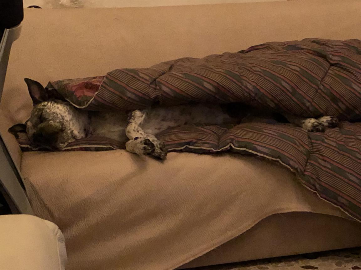 Zeus Sleeping