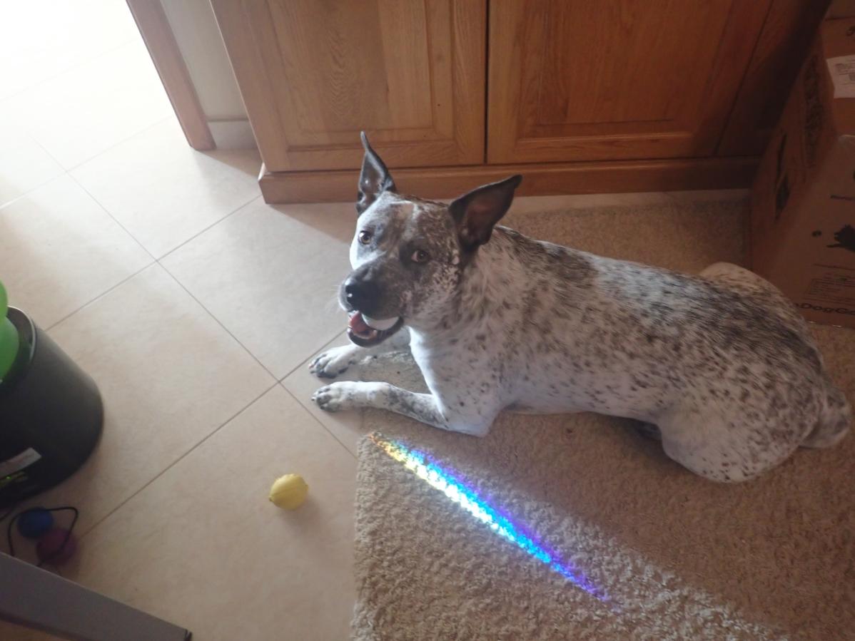Zeus with Rainbow