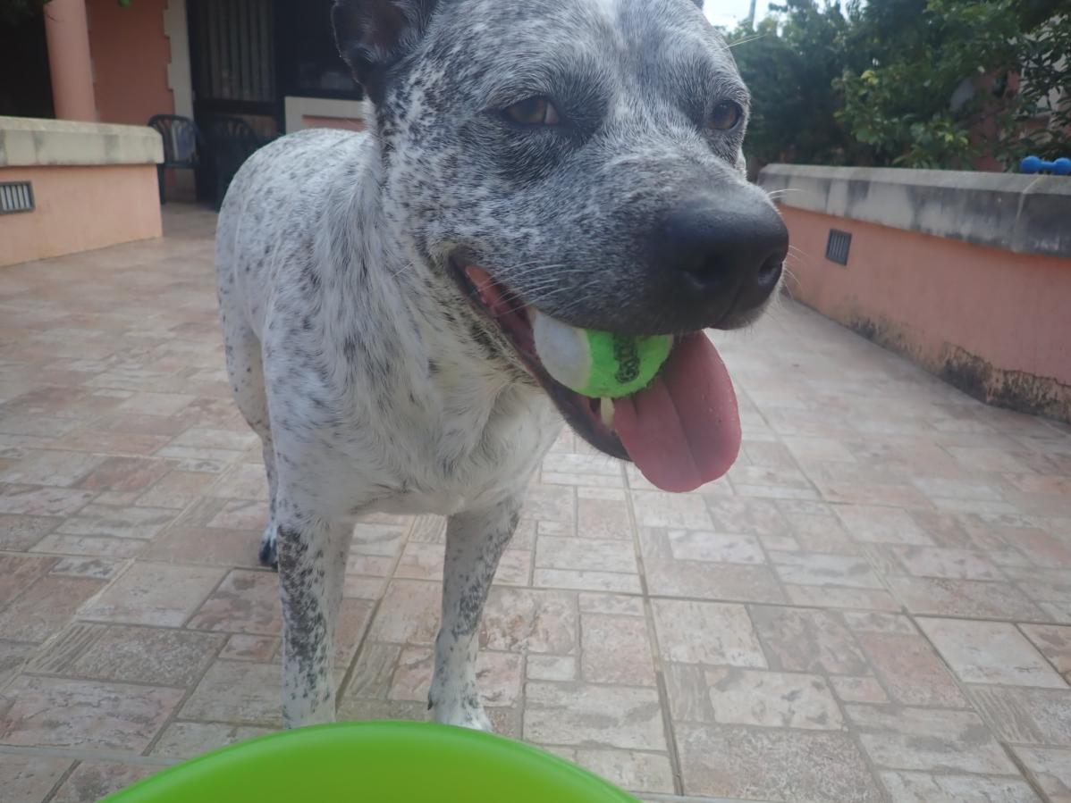 Zeus with Ball